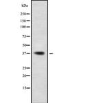 OR3A4 Antibody in Western Blot (WB)