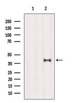 OR5T3 Antibody in Western Blot (WB)