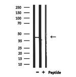 TAS2R40 Antibody in Western Blot (WB)