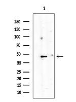 TAS2R60 Antibody in Western Blot (WB)