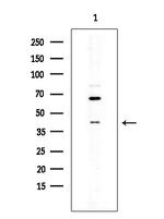 TAS2R4 Antibody in Western Blot (WB)