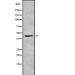 HCAR2/HCAR3 Antibody in Western Blot (WB)