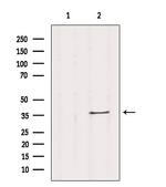 OR13C5 Antibody in Western Blot (WB)