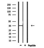 OR2L2 Antibody in Western Blot (WB)