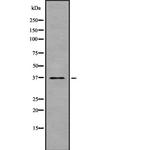 TAS2R30 Antibody in Western Blot (WB)