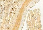 C2orf33 Antibody in Immunohistochemistry (Paraffin) (IHC (P))