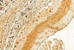 SHARPIN Antibody in Immunohistochemistry (Paraffin) (IHC (P))