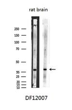 SHARPIN Antibody in Western Blot (WB)