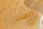 VPRBP Antibody in Immunohistochemistry (Paraffin) (IHC (P))