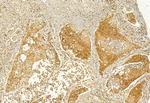 VPRBP Antibody in Immunohistochemistry (Paraffin) (IHC (P))