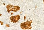 IFT20 Antibody in Immunohistochemistry (Paraffin) (IHC (P))