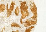 IFT20 Antibody in Immunohistochemistry (Paraffin) (IHC (P))