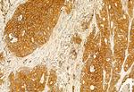 IFT20 Antibody in Immunohistochemistry (Paraffin) (IHC (P))