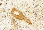 IFT20 Antibody in Immunohistochemistry (Paraffin) (IHC (P))