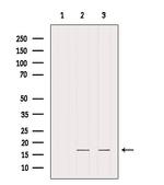 IFT20 Antibody in Western Blot (WB)