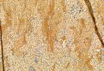 SMCR7L Antibody in Immunohistochemistry (Paraffin) (IHC (P))