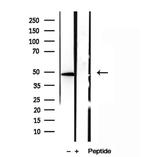 SMCR7L Antibody in Western Blot (WB)