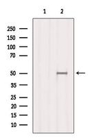 SMCR7L Antibody in Western Blot (WB)