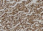 TPI1 Antibody in Immunohistochemistry (Paraffin) (IHC (P))