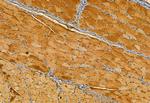 TPI1 Antibody in Immunohistochemistry (Paraffin) (IHC (P))