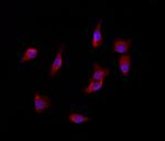 YME1L1 Antibody in Immunocytochemistry (ICC/IF)