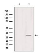 ECHS1 Antibody in Western Blot (WB)