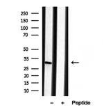 ECHS1 Antibody in Western Blot (WB)