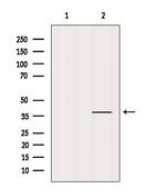 PRKCDBP Antibody in Western Blot (WB)