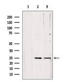 Pallidin Antibody in Western Blot (WB)