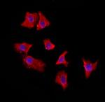 EXOC2 Antibody in Immunocytochemistry (ICC/IF)