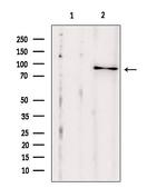 EXOC2 Antibody in Western Blot (WB)