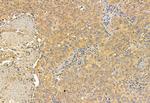 MPP5 Antibody in Immunohistochemistry (Paraffin) (IHC (P))