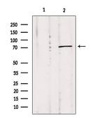 MPP5 Antibody in Western Blot (WB)