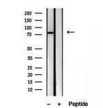 ODF2 Antibody in Western Blot (WB)