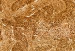 RBM15 Antibody in Immunohistochemistry (Paraffin) (IHC (P))