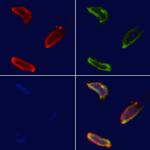 ERAL1 Antibody in Immunocytochemistry (ICC/IF)