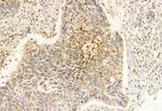 ERAL1 Antibody in Immunohistochemistry (Paraffin) (IHC (P))