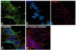 SLC19A3 Antibody in Immunocytochemistry (ICC/IF)