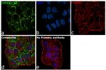 CYP1A1/CYP1A2 Antibody in Immunocytochemistry (ICC/IF)