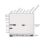 CYP1A1/CYP1A2 Antibody in Western Blot (WB)