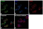 IL17RA Antibody in Immunocytochemistry (ICC/IF)