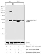 Phospho-GSK3B (Ser9) Antibody