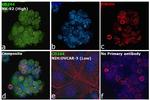 CD244 Antibody in Immunocytochemistry (ICC/IF)