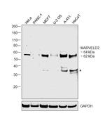 MARVELD2 Antibody in Western Blot (WB)