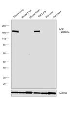 ACE Antibody