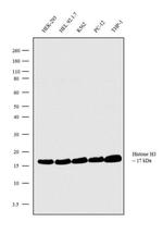 Histone H3 Antibody in Western Blot (WB)