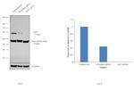 UBA2 Antibody in Western Blot (WB)