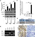 Survivin Antibody in Western Blot (WB)