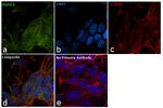 PGP9.5 Antibody in Immunocytochemistry (ICC/IF)