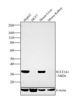 SULT2A1 Antibody in Western Blot (WB)